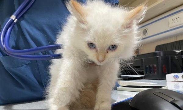 新猫到家后多久开始进食？如何促进猫咪适应新环境？