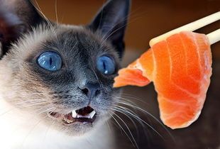 “猫咪专属植物食谱，养宠必备！”