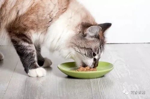 猫咪食欲不振,原因揭秘!