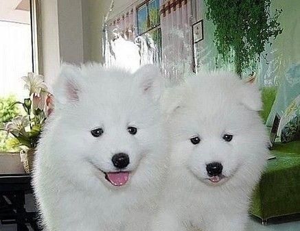 萨摩耶幼犬多少钱一条？购买时应该注意哪些问题？