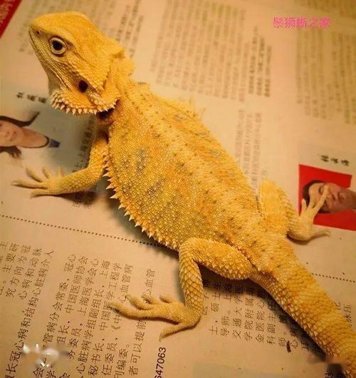 鬃狮蜥：雄性头部有鬃毛，雌性无。