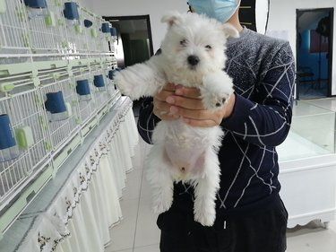 狗狗买卖好去处