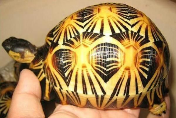 世界排行十大陆龟（最好养的陆龟排行）