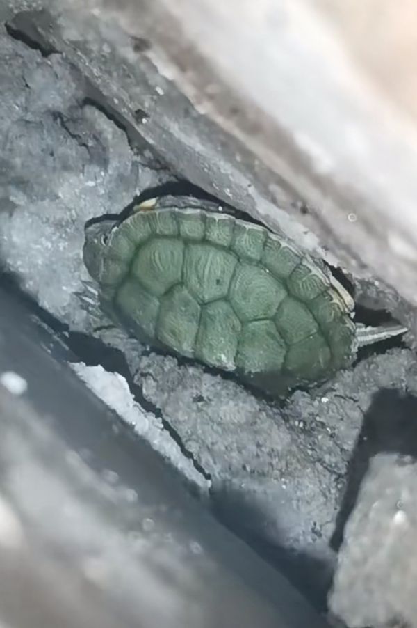 乌龟丢了怎么找_乌龟在家里找不到了怎么办