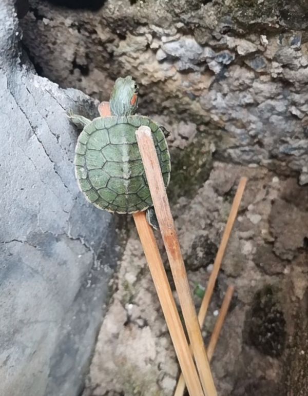 乌龟丢了怎么找_乌龟在家里找不到了怎么办