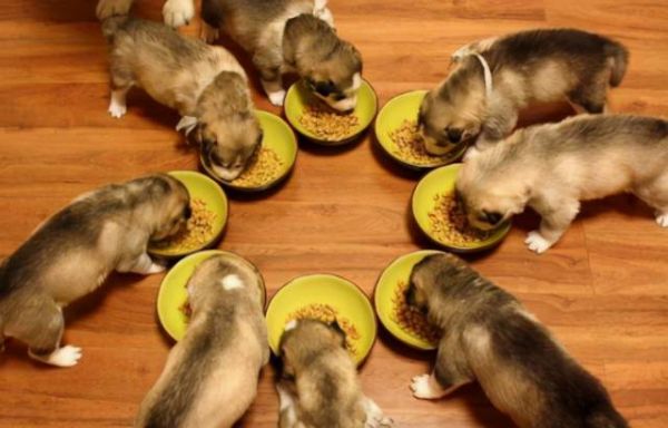 狗狗产后饮食宜选营养均衡食物
