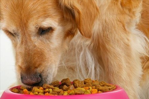 狗狗产后饮食宜选营养均衡食物