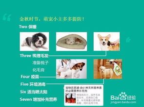 宠物急救指南，紧急情况应对秘籍！