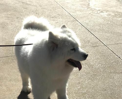 狗狗幼犬秋冬晒太阳的好处(阳光不只是给人类的,狗狗也需要)