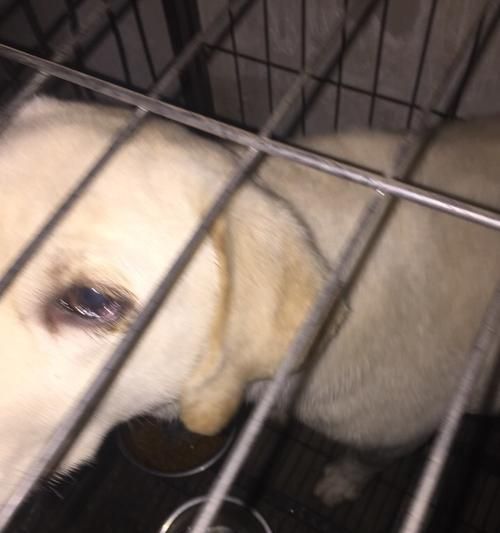 狗狗眼睛出现眼屎,这是怎么回事?(了解狗狗眼部健康,让宠物更健康快乐。)
