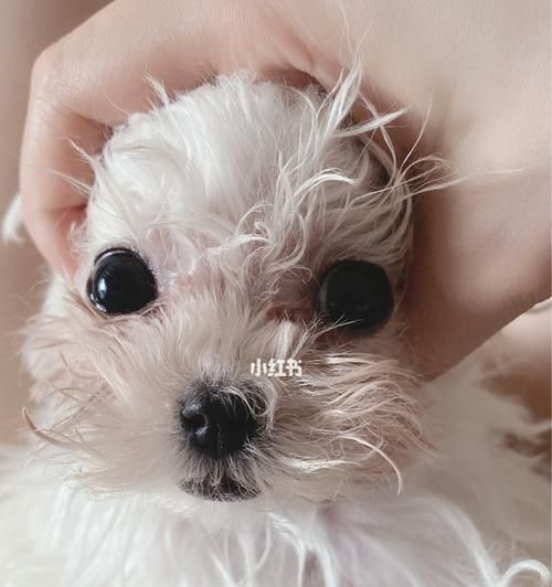 揭秘狗狗泪痕问题(了解泪痕原因,让宠物更健康)