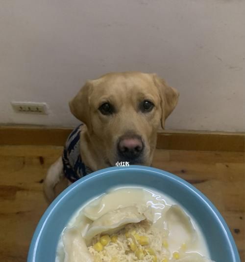 训练你的宠物狗不再讨要食物(拒绝可怜的眼神,从这些方法开始)