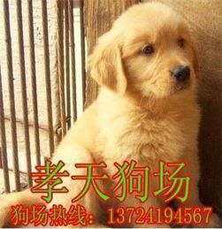 高温天气，金毛犬中暑，及时降温补水。