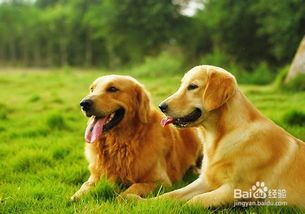 高温天气，金毛犬中暑，及时降温补水。