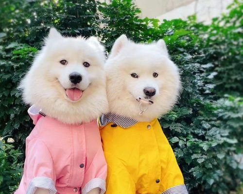 狗狗突然呕吐腹泻怎么办？如何快速应对宠物紧急状况？