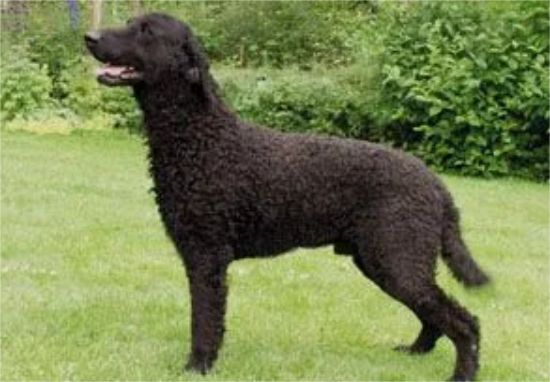 卷毛寻回犬口腔怎么护理？来这里看看吧