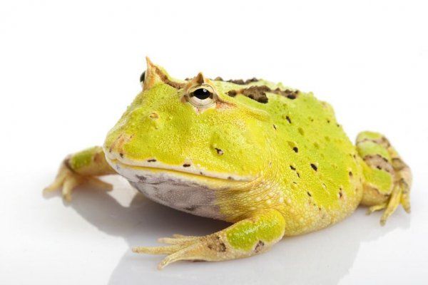 新兴宠物角蛙介绍