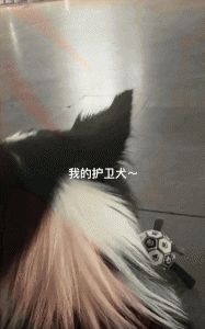 边牧在家洗澡 洗到一半主人玩手机入迷把它给忘了 狗子:还养吗?不养我就走