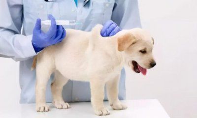 狗狗打疫苗多久能洗澡 狗狗接种疫苗后注意事项