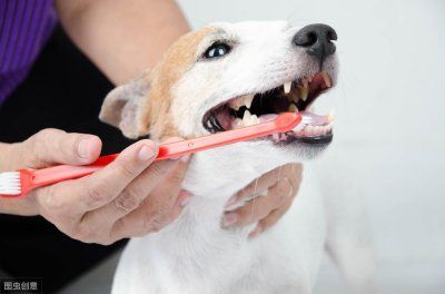 有必要给狗狗刷牙吗?科学刷牙预防疾病无忧