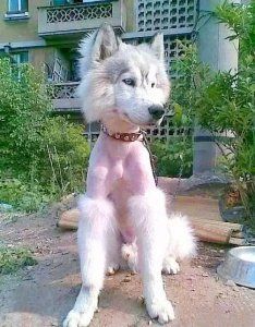 新手怎么给狗狗剪毛 宠物美容剪毛的详细步骤