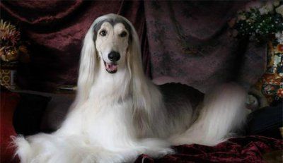 阿富汗猎犬多久洗一次澡比较好 洗澡的注意事项有哪些
