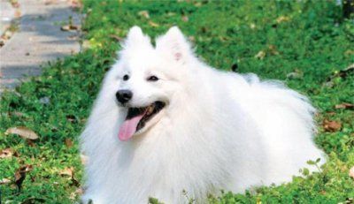银狐犬多久洗一次澡比较好 洗澡的注意事项有哪些