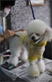 狗狗美容全攻略：美容院提供哪些服务？