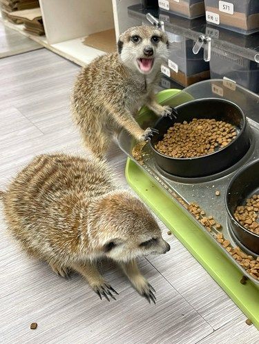 沉浸式撸宠