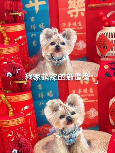 丝毛犬工作室 精剪 yyds