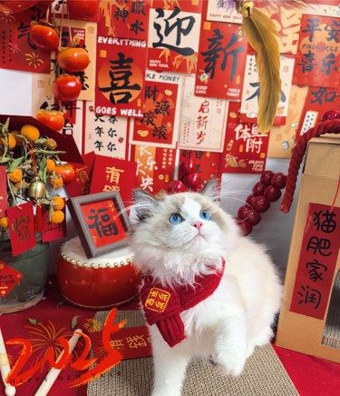 毛孩子的“快乐老家”