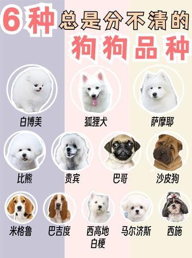 这些狗狗傻傻分不清
