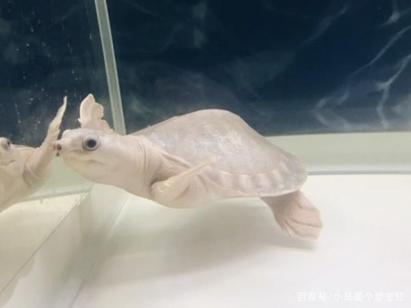 猪鼻龟繁殖条件：猪鼻龟的繁殖方式 猪鼻龟百科 第8张