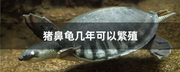 猪鼻龟繁殖条件：猪鼻龟的繁殖方式 猪鼻龟百科 第6张