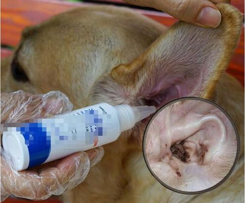 宠物磨牙棒，轻松解决啃咬困扰！