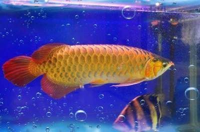 开观赏鱼店需要注意什么问题 水族问答