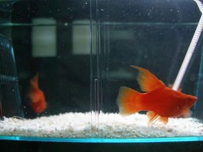 剑尾鱼繁殖要点：水质稳定，温差适宜