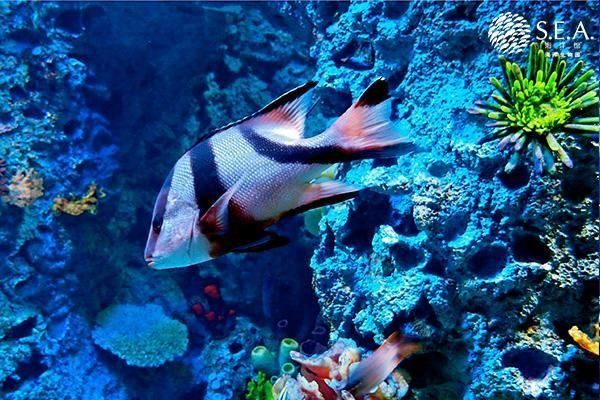 水族馆鱼类介绍大全（水族馆中的鱼类繁殖技术和水族馆鱼类繁殖技术介绍） 水族馆百科（水族馆加盟） 第3张