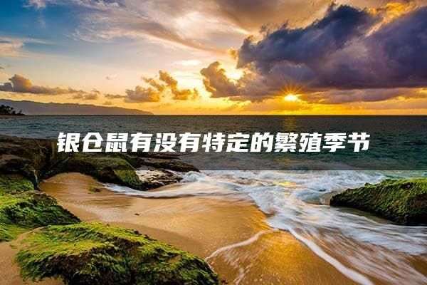 银仓鼠有没有特定的繁殖季节