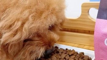Orijen渴望小型成犬鸡肉味狗粮4.5kg