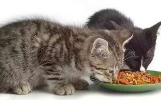 猫咪产后饮食宜选营养均衡食品