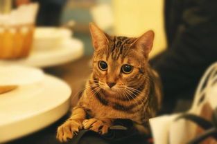 猫咪饮食必备:蛋白质、脂肪、维生素、矿物质