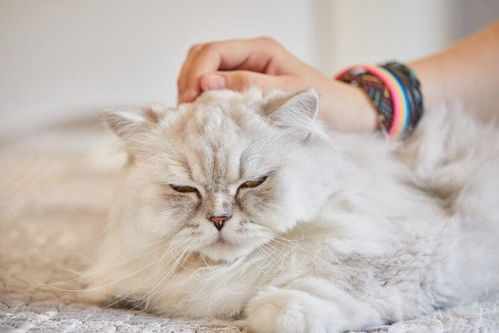 猫咪饮食必备:蛋白质、脂肪、维生素、矿物质