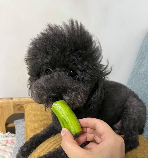 用山药给狗做狗粮的方法是什么？