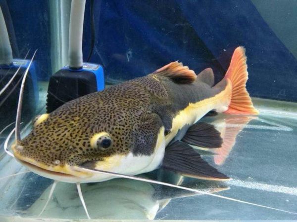养好招财猫鱼的 5 个关键步骤:水质、饲料与环境护理
