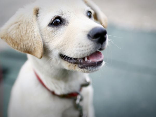 宠物定位器追踪器：如何帮助宠物主人时刻掌握宠物的状态？