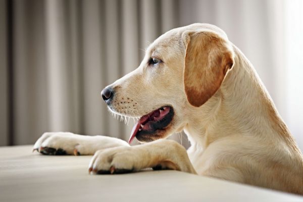 防止狗狗走丢 Prevent dogs from getting lost