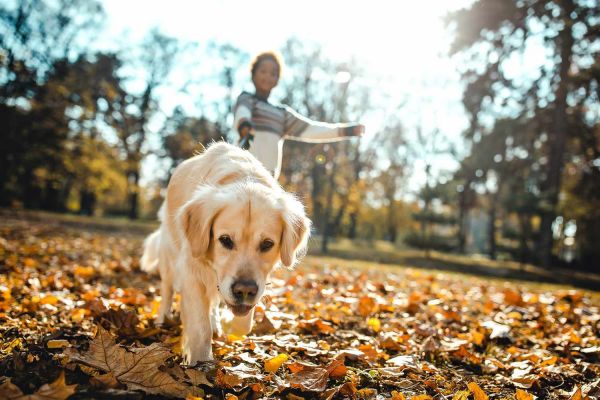 防止狗狗走丢 Prevent dogs from getting lost1