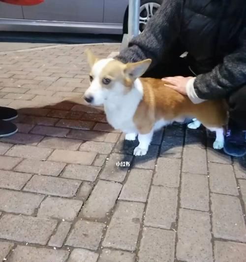 如何防止宠物狗狗走丢（宠物狗狗防丢指南）