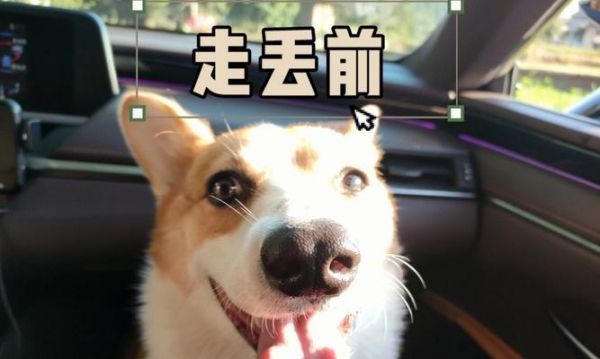 如何防止宠物狗狗走丢（宠物狗狗防丢指南）
